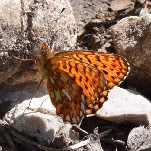 Boloria euphrosyne